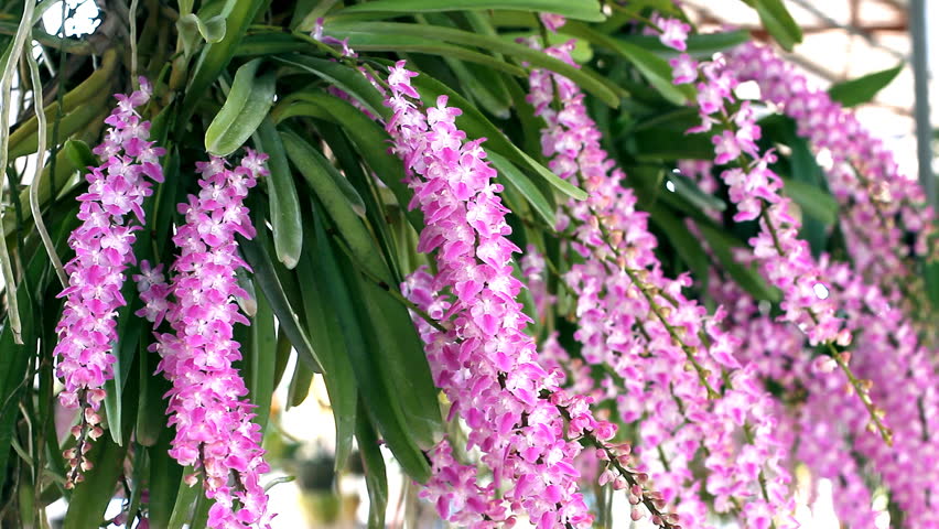 Header of Aerides