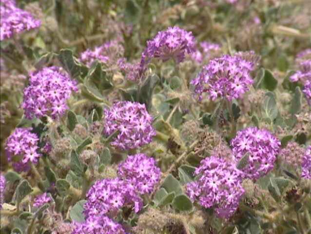 Header of Abronia Villosa