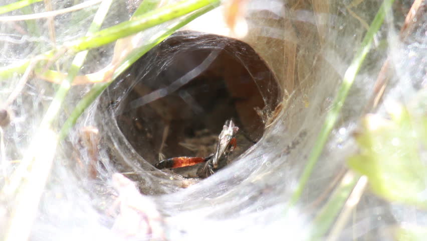 Tarantula Hole Stock Footage Video 8321440 Shutterstock