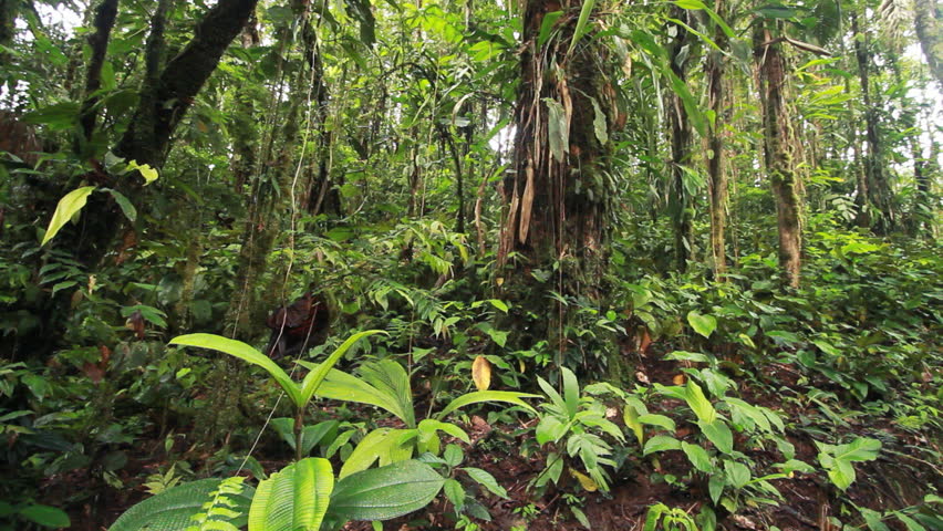 tracking-shot-in-the-rainforest-understory-ecuador-stock-footage-video