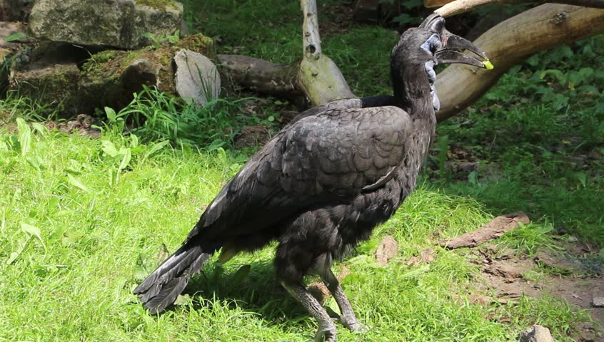 Header of Abyssinian Ground Hornbill