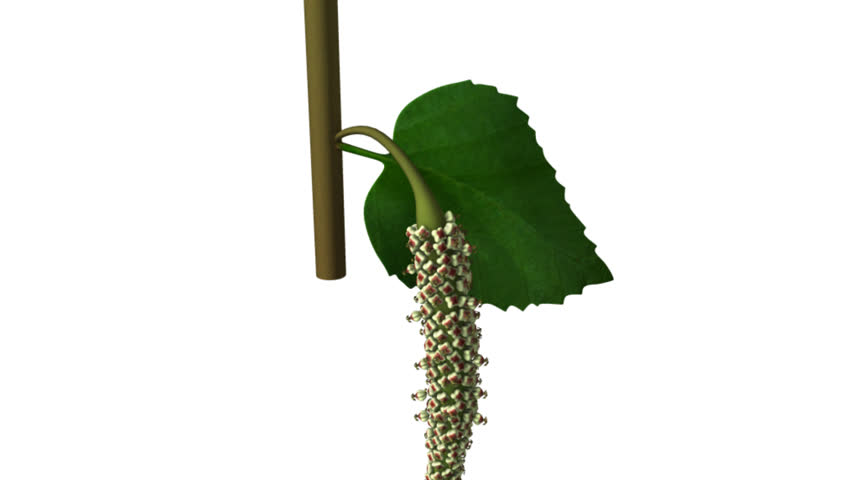 Header of Acalypha