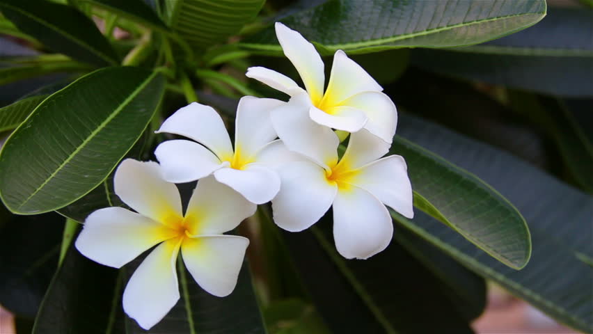 Header of Aloha