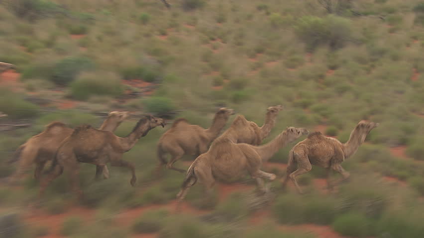 Herd Of Australian Feral Camels In The Dusty Outback Stock Footage