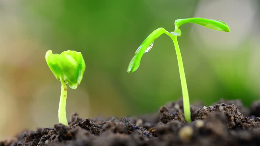 Hd Footage Of Young Plant Growting From Seed In Nature Green Bokeh 