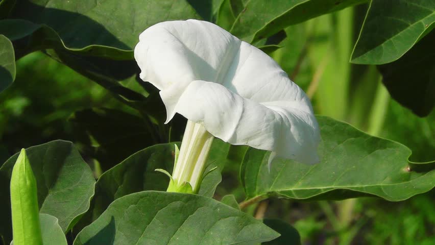 Datura Stock Footage Video Shutterstock White Datura Flowers