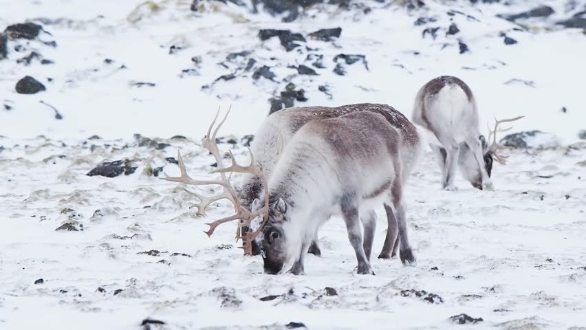 feeding-reindeer-in-the-arctic-tundra-stock-footage-video-7354987