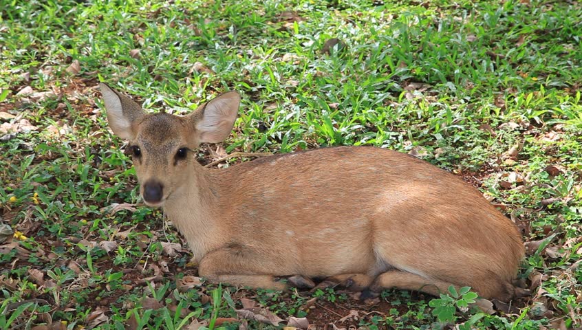 Deer Laying Down In A Zoo Stock Footage Video 7421362 - Shutterstock