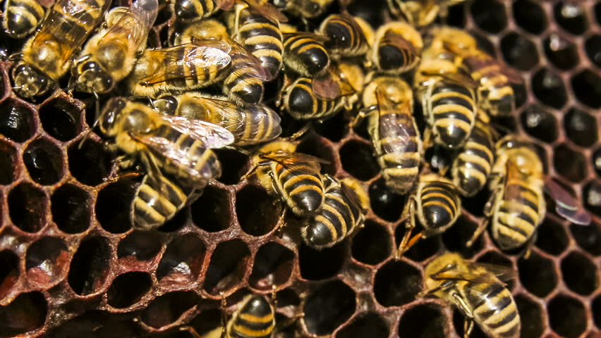 close-up-shot-of-a-group-of-bees-eating-honey-in-honeycomb-time-lapse