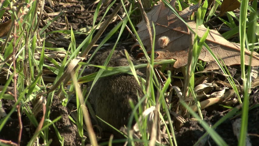 Small Field Mouse Eating Grass On The Rural Field In Front Oh The Hole ... Biology Diagrams