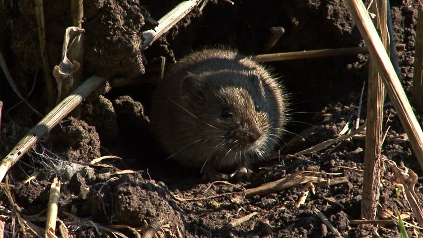 Small Field Mouse Eating Grass On The Rural Field In Front Oh The Hole ... Biology Diagrams