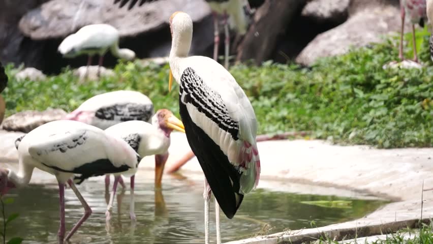 Header of adjutant stork