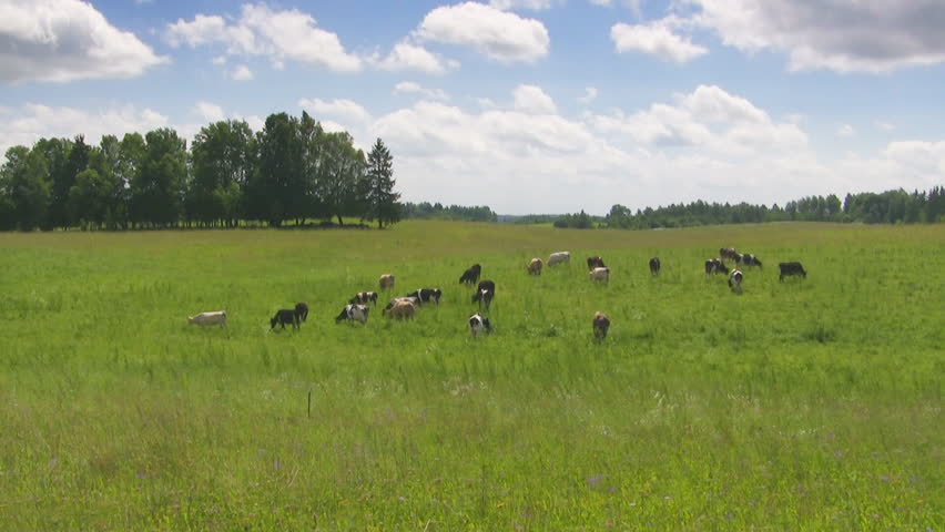 cows in the meadow, time lapse - HD stock footage clip