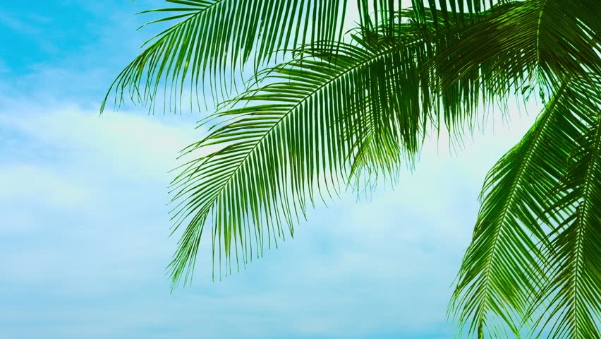 Leaves Of A Coconut Palm Tree Against A Beautiful Sky Stock Footage