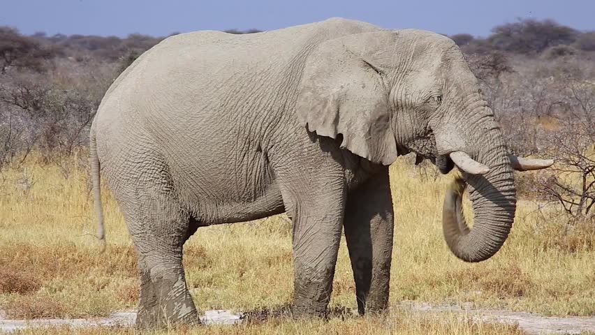 HUGE Endangered Bull African Bush Elephant (Loxodonta Africana) Eating