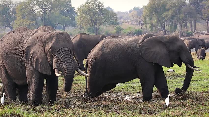 Endangered African Bush Elephants (Loxodonta Africana) Eating At Chobe