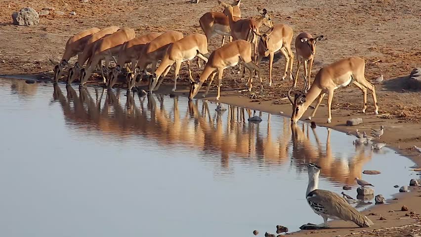 Header of Aepyceros melampus petersi