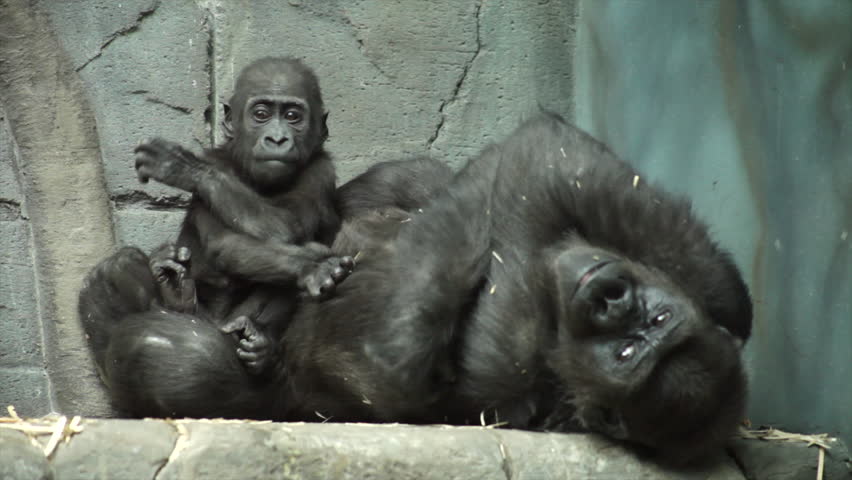 bondage and balancing on wood hairy pussy showing from bikini