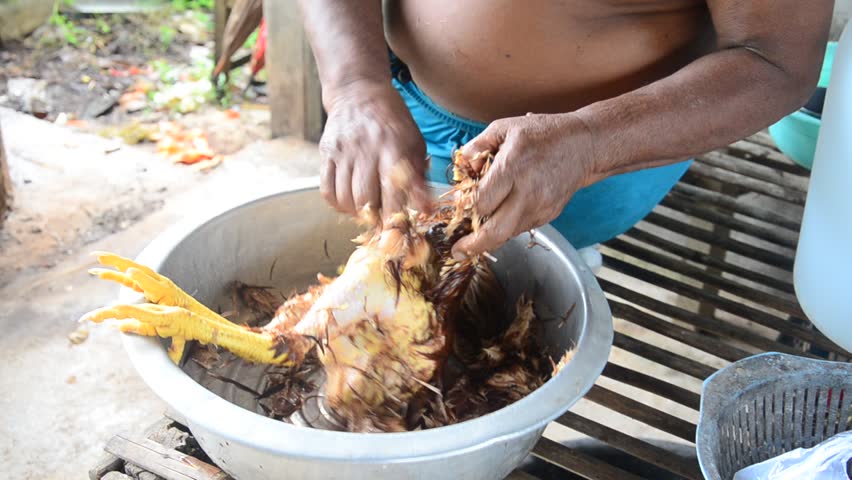 Pluck Feather Betong Chicken Prepare For Cooking Stock Footage Video