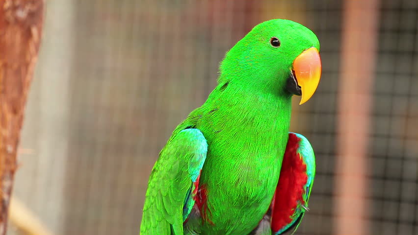 Best Food For African Grey And Eclectus Best Food For African Grey And Eclectus