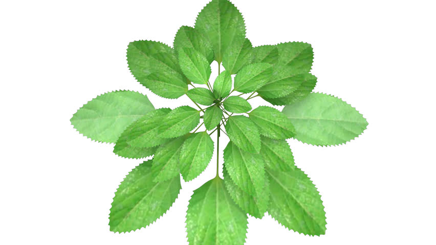 Header of Acalypha indica