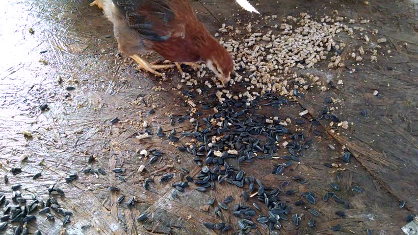 Dog Eating Fish Food Pellets Dog Eating Fish Food Pellets