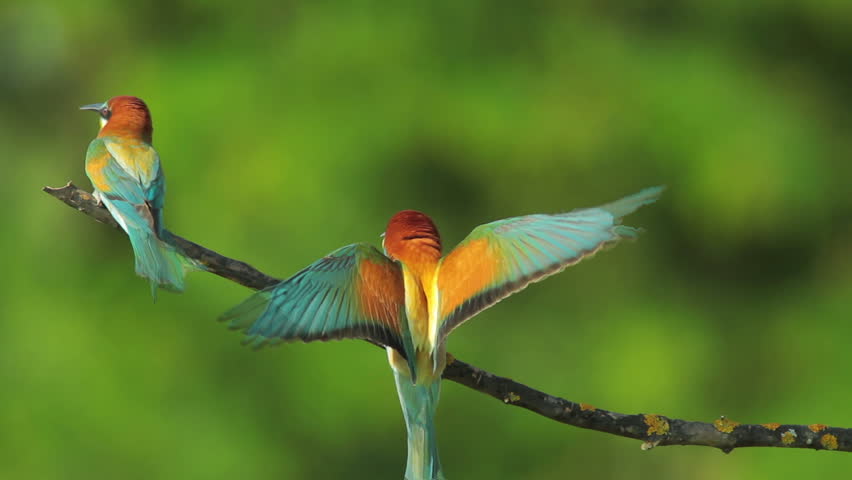 Slow Motion, Birds Bee-eaters Landing On A Branch And Perching, Merops 