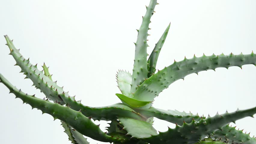 Header of Aloe Ferox