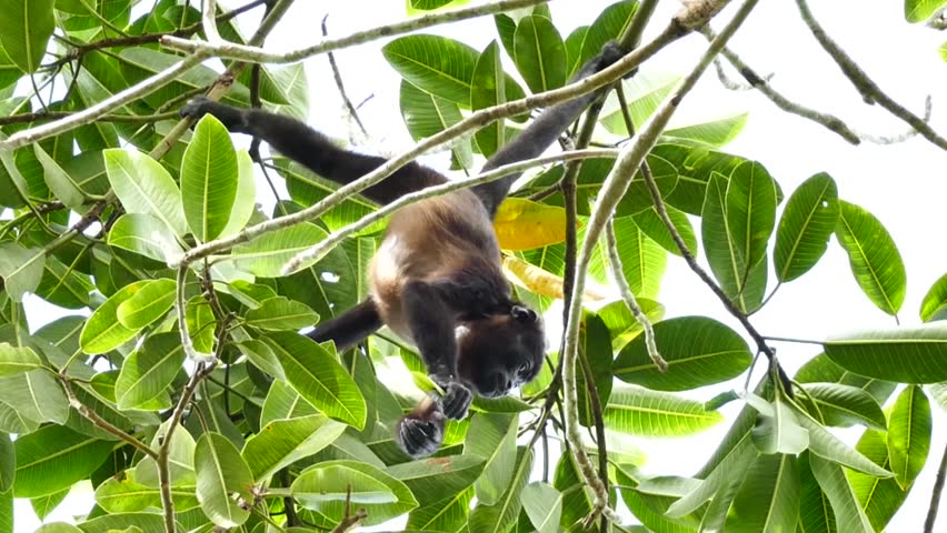 Header of Alouatta