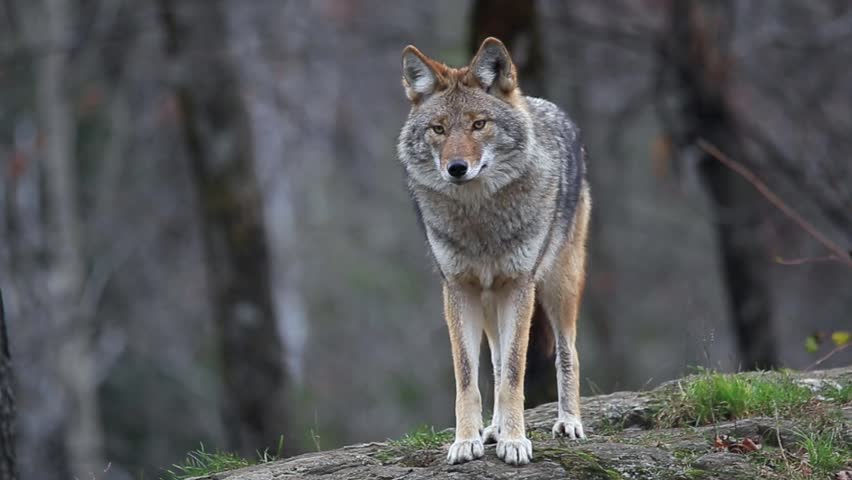 Header of coyote