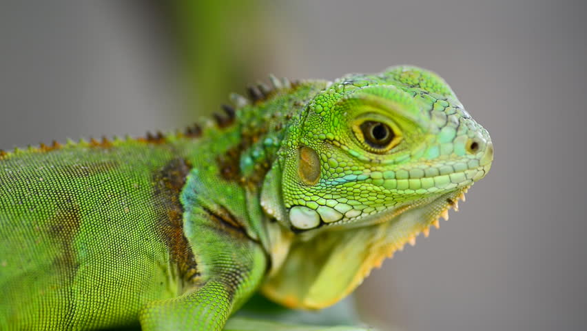 Iguana iguana definition/meaning