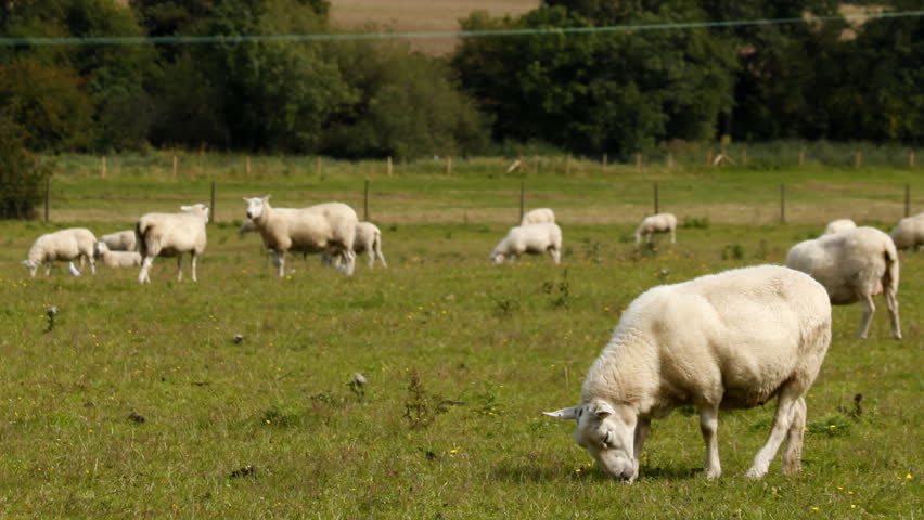 time-lapse of sheep in a field - HD stock footage clip