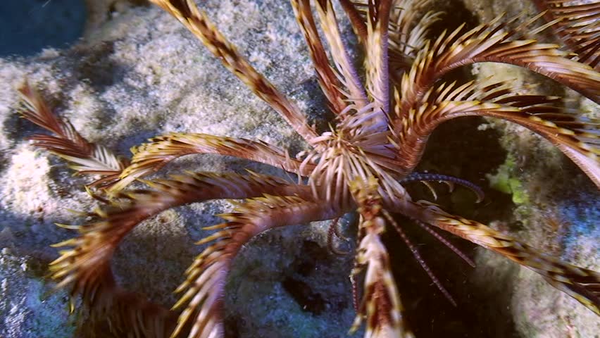 Header of echinoderm