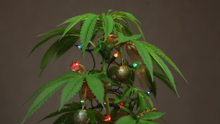 Marijuana Christmas Tree Decorated Cannabis Plant With Lights. Stock