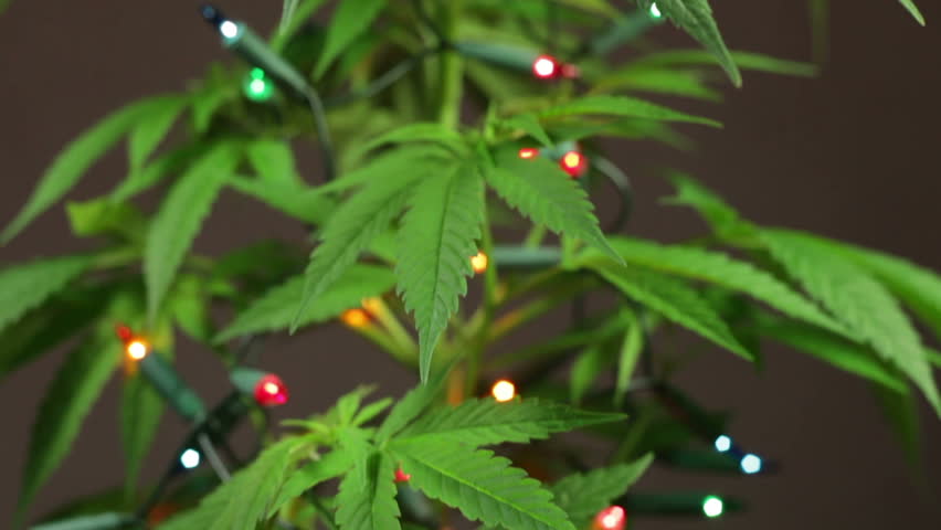 Marijuana Christmas Tree Decorated Cannabis Plant With Lights. Stock