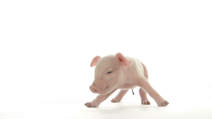 杂食动物视频素材-站酷海洛创意正版图片,视频