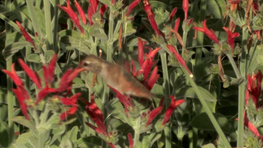 Header of Allen's Hummingbird