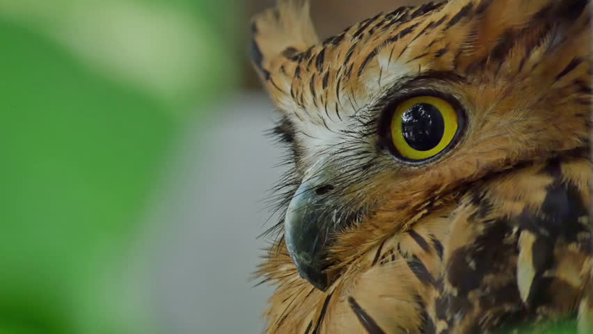 鸟眼睛视频素材-海洛创意正版图片,视频,音乐素