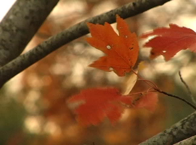 Maple Leaves On A Windy Fall Day Stock Footage Video 91600 - Shutterstock