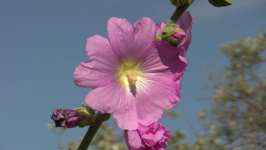 Header of Althaea rosea
