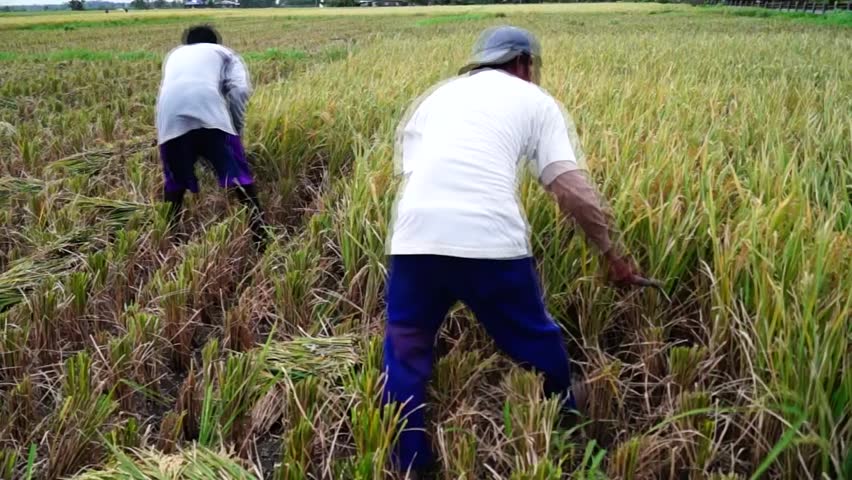 Man Cutting Plants With A Sickle Stock Footage Video 976510 Shutterstock