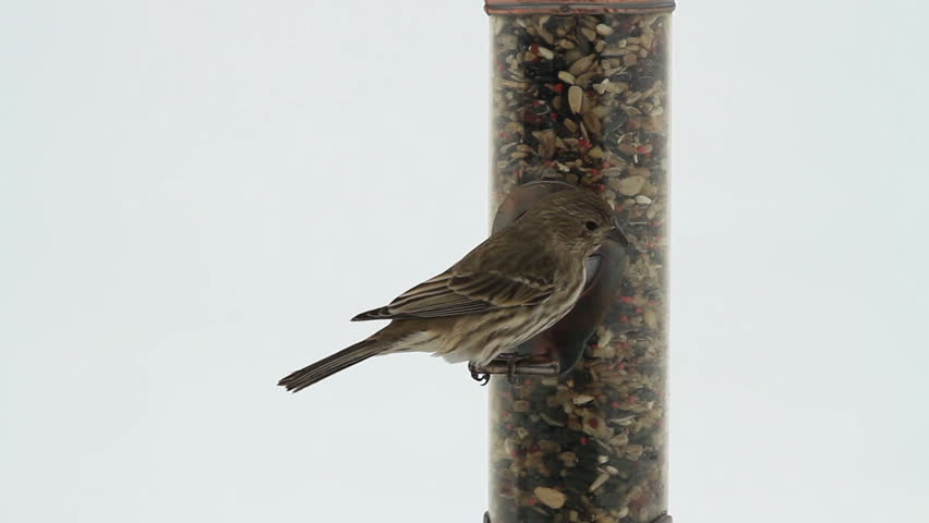 house sparrow feeding and eating on a bird feeder white house sparrow feeding and eating on a bird feeder white
