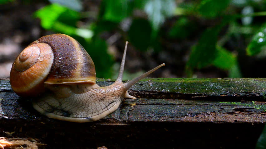 Snail On Wooden In Tropical Rain Forest. Stock Footage Video 10076606 ...