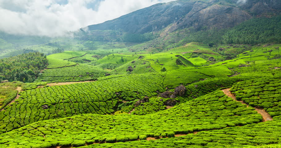 4k Timelapse Of Green Tea Plantations In Munnar, Kerala, India Stock ...