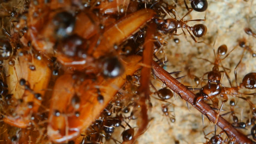 Ants Eating Dead Insect Stock Footage Video 10004273 - Shutterstock