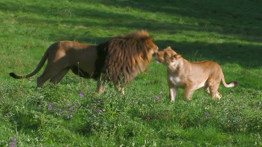 Lion And Lioness Are Playful And Then Walk Away Side By Side Stock ...