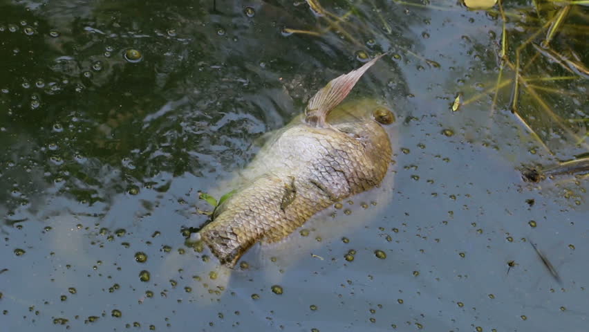 Dead Fish In Dirty Water Stock Footage Video 5495165 - Shutterstock