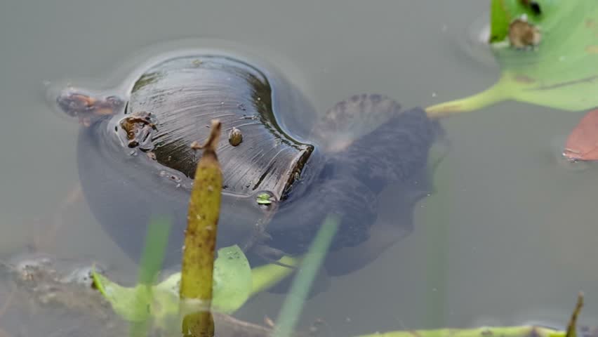 Apple Snails In The Pond Stock Footage Video 3053014 - Shutterstock