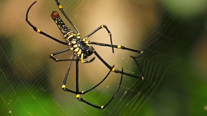 Big Spider In Spider Web Stock Footage Video 1099714 - Shutterstock