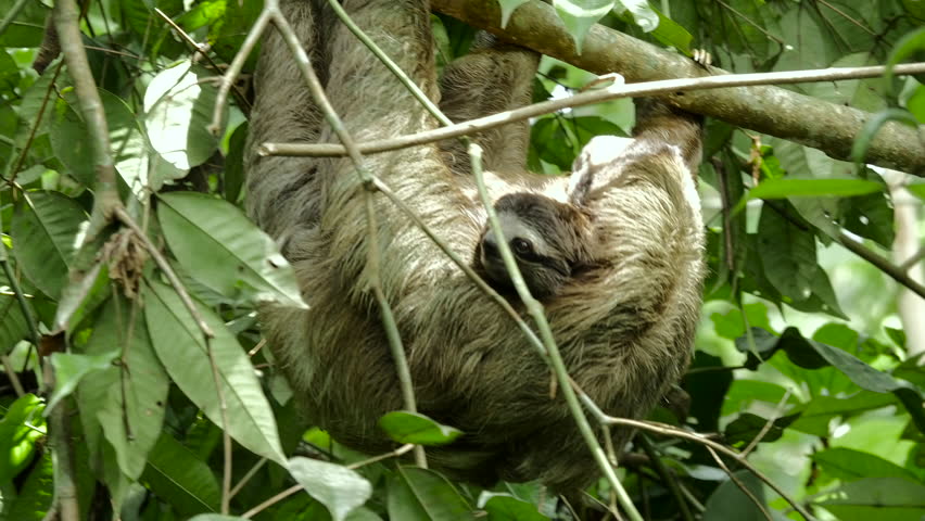 Closeup Of A Male Three-toed Sloth Climbing Around On A Tree Branch ...